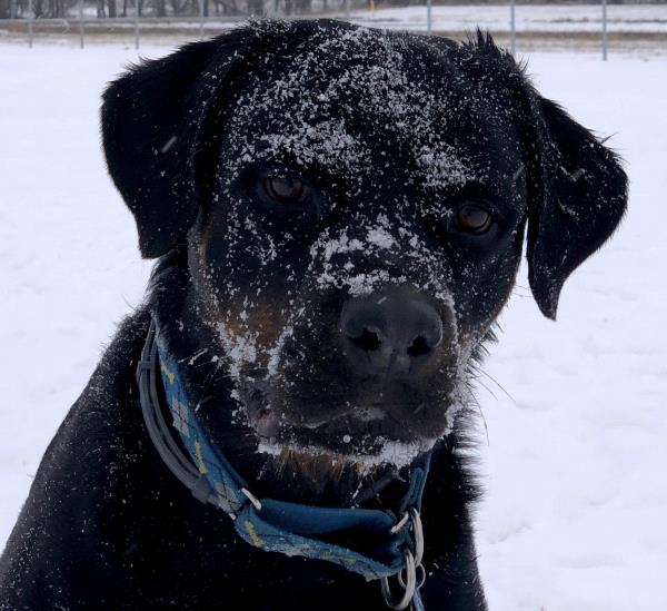 /Images/uploads/MidAmerica Rottweiler Rescue/adoptarottphotocontest/entries/10291.jpg
